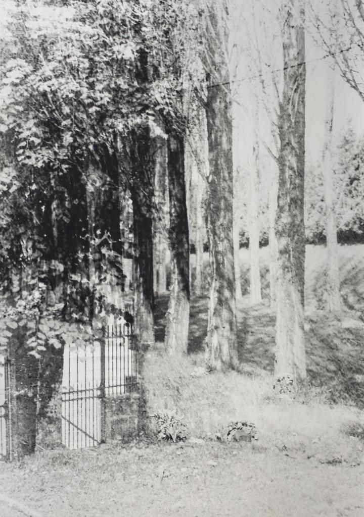 A row of trees alongside a dirt road and a wrought iron gate. 